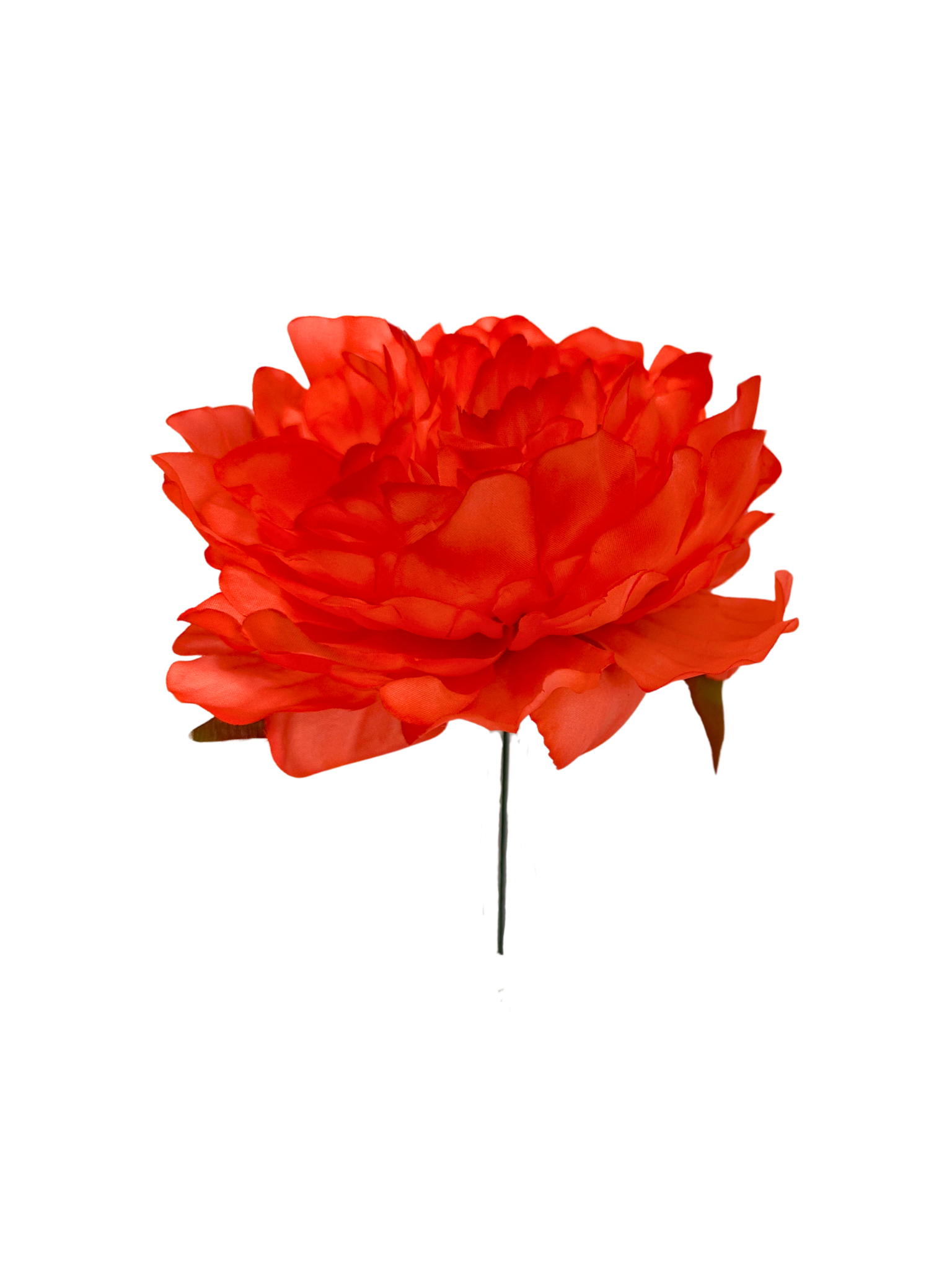 Peonía de Flamenca Coral