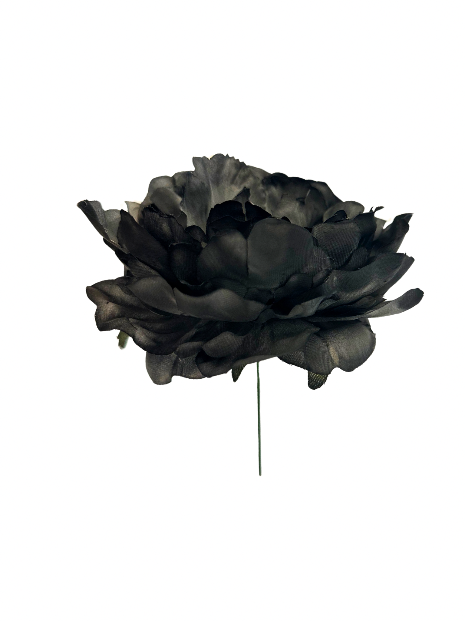 Peonía de Flamenca Gris