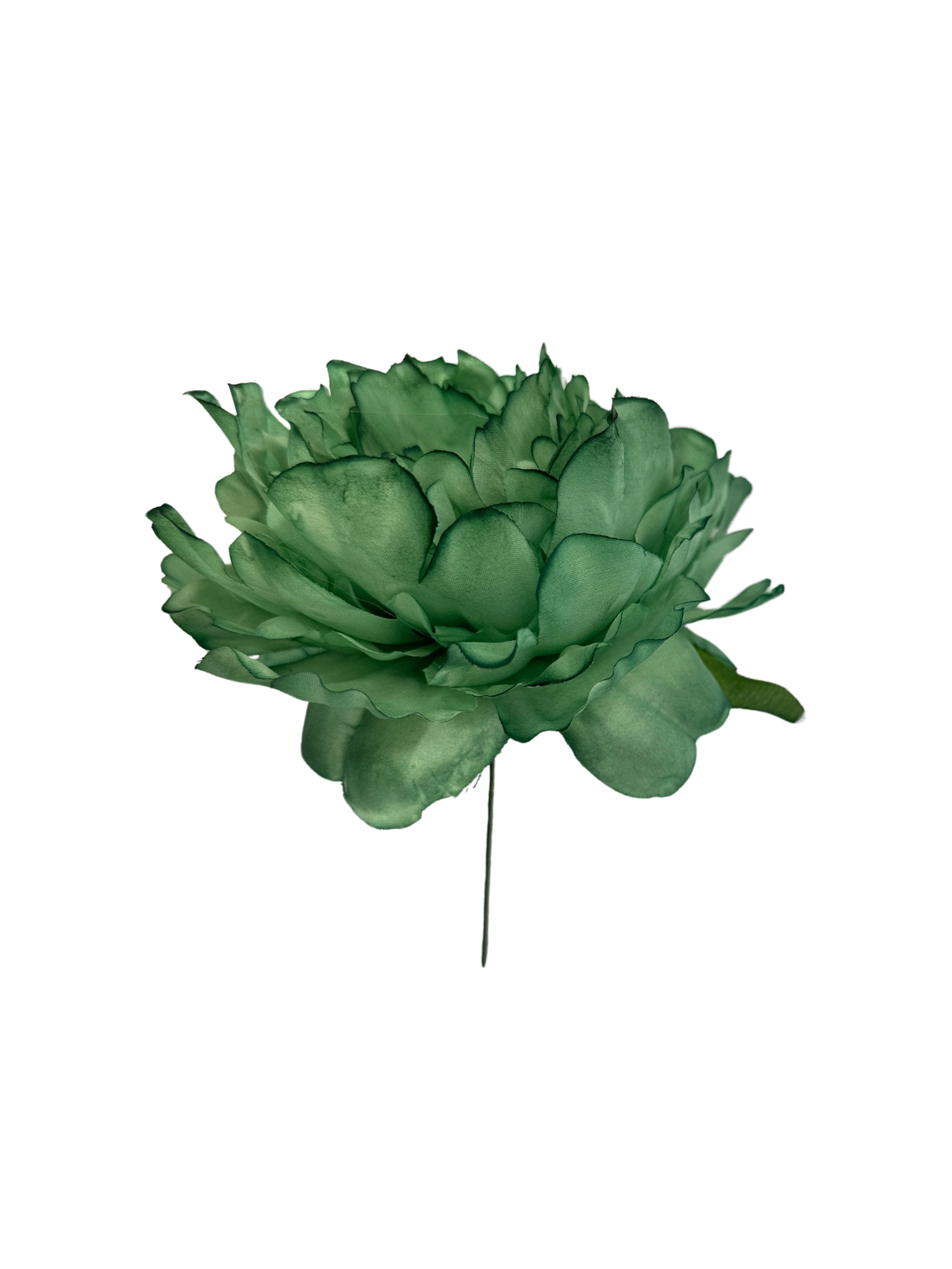 Peonía de Flamenca Jabonoso Claro