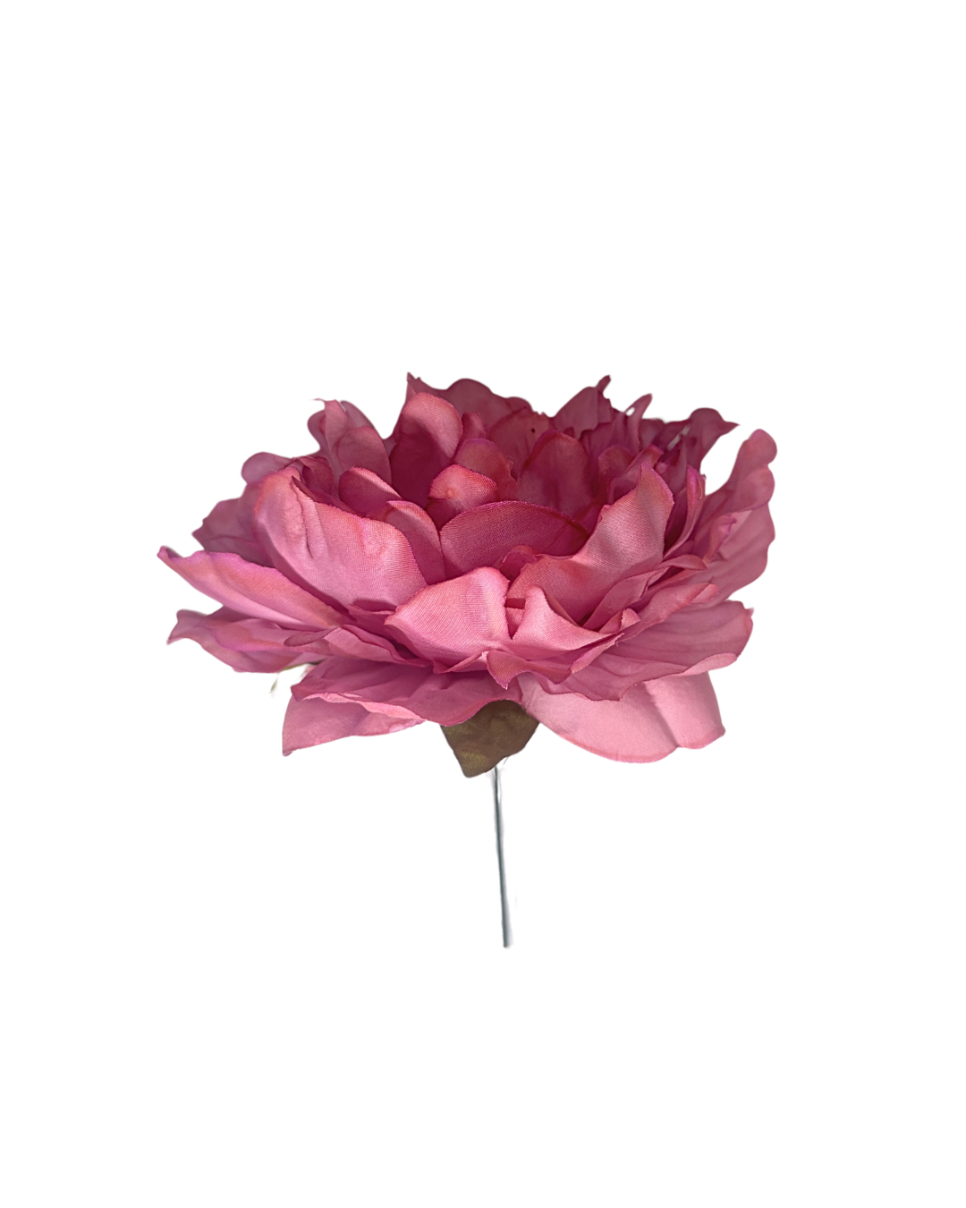 Peonía de Flamenca Rosa Empolvado