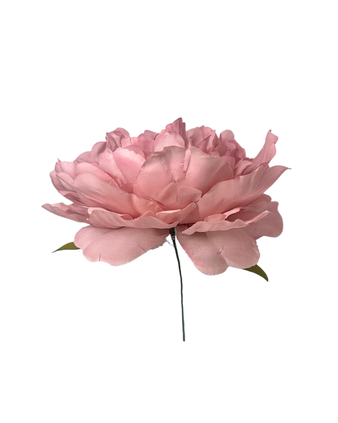 Peonía de Flamenca Rosa Palo