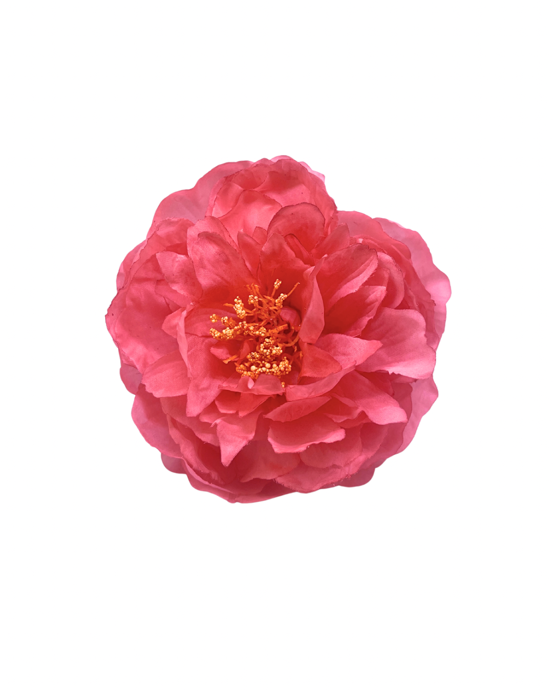 Peonia de flamenca nina coral empolvado