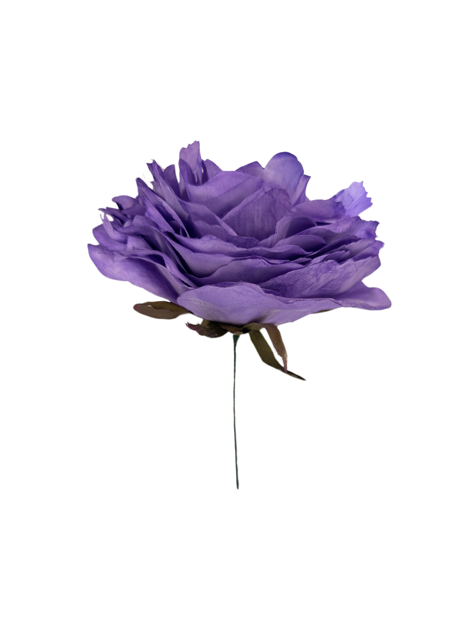 Rosa de Flamenca malva