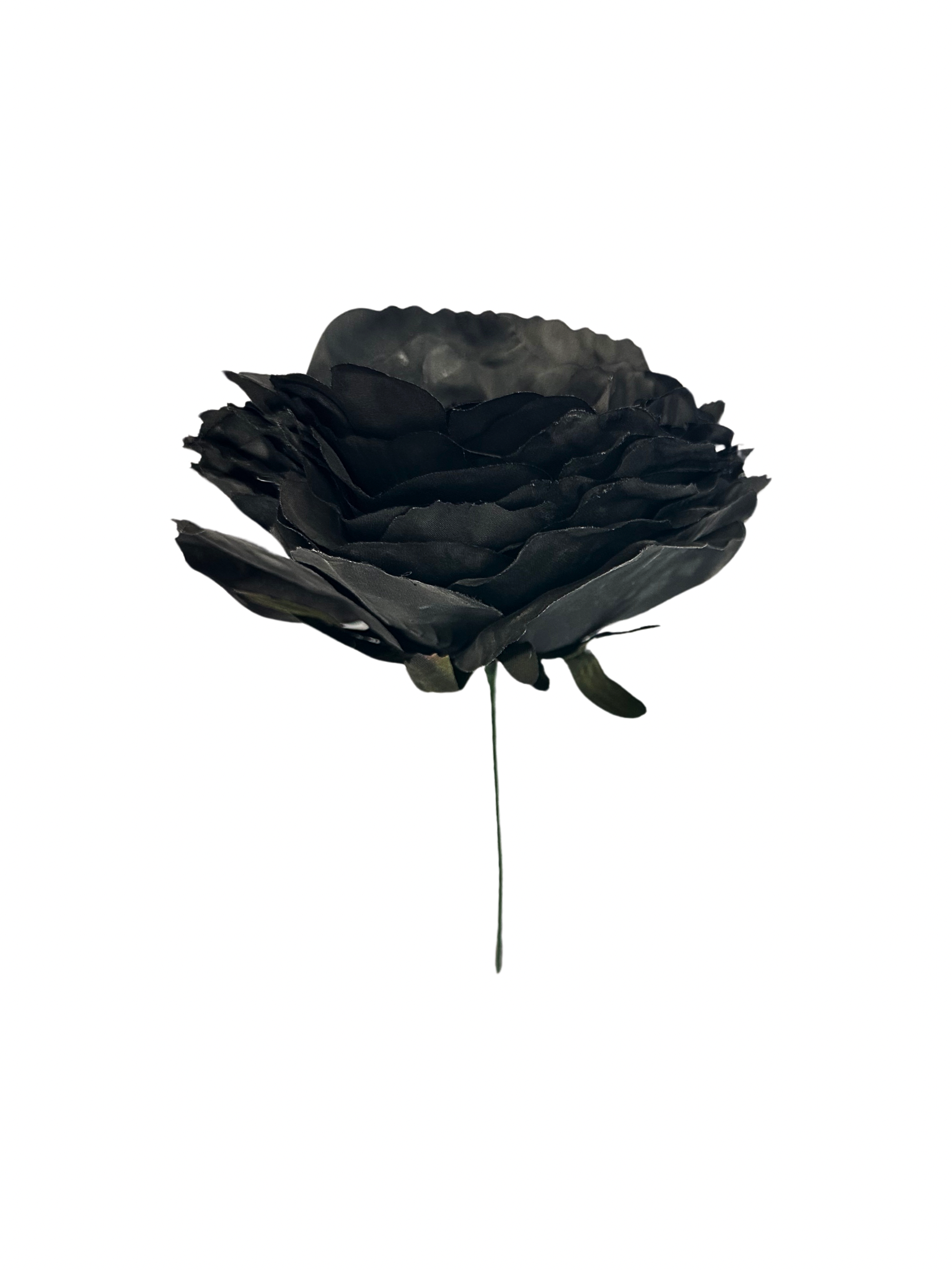 Rosa de Flamenca Gris