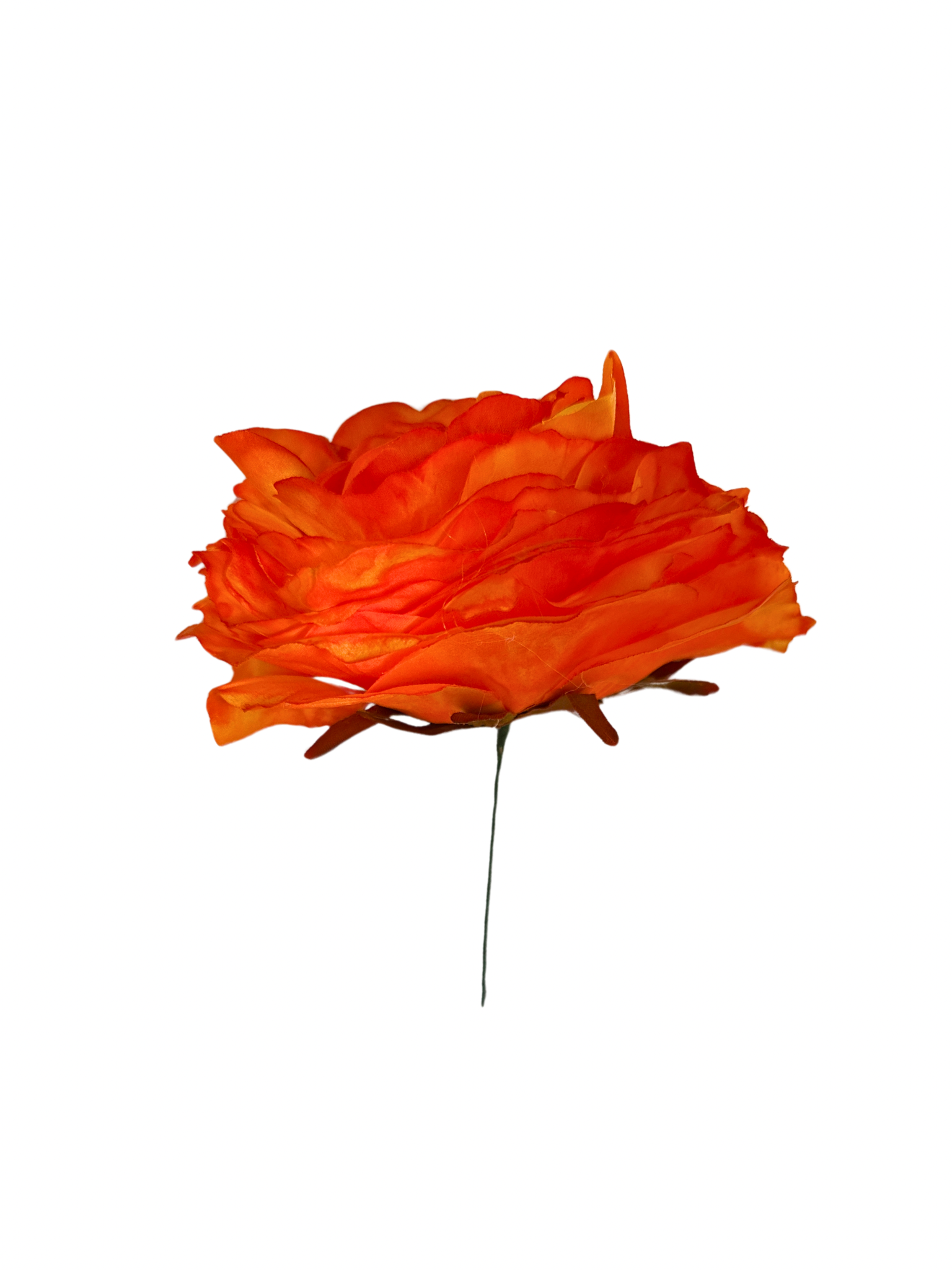 Rosa de Flamenca Mandarina