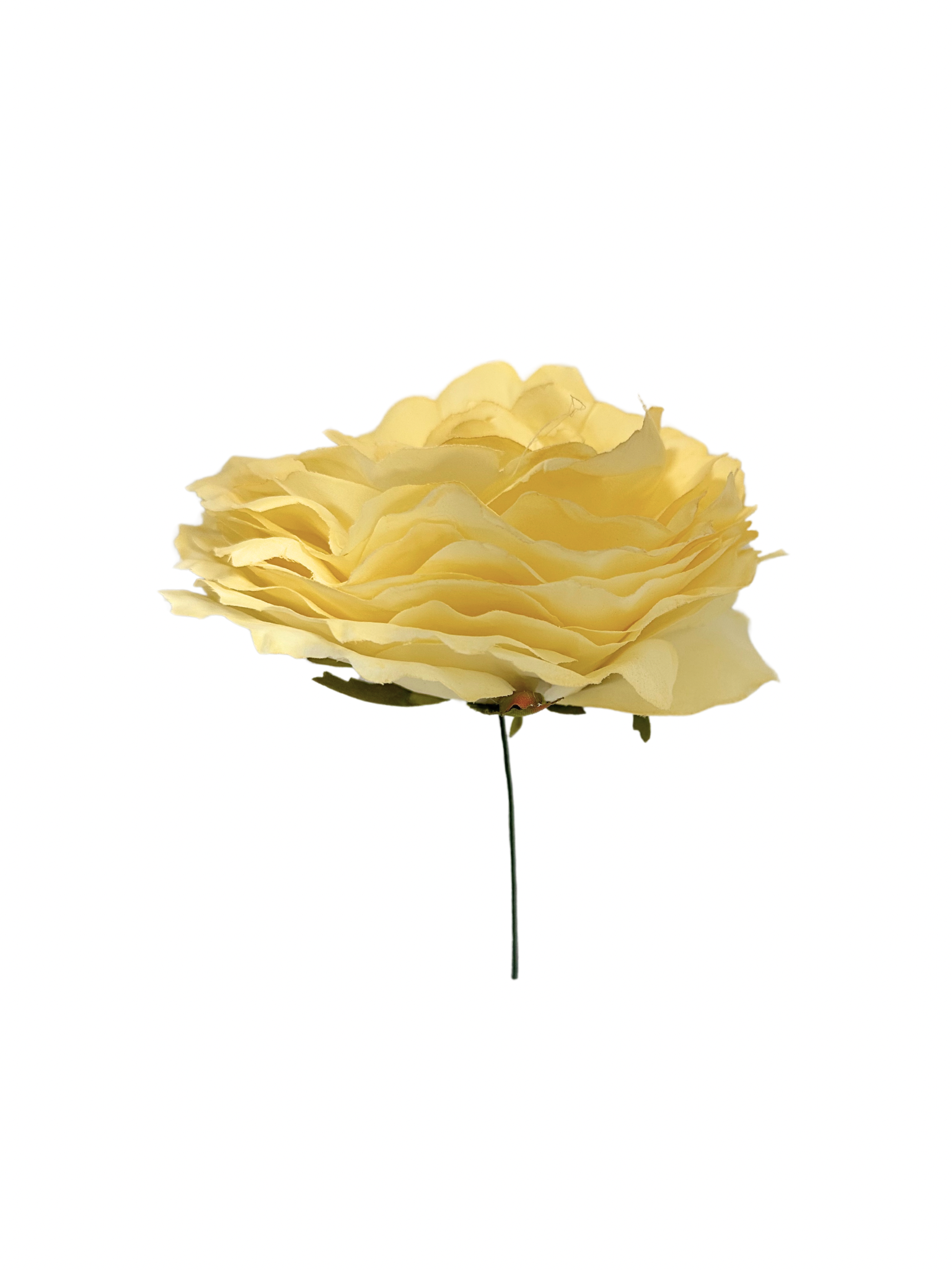 Rosa de Flamenca beige